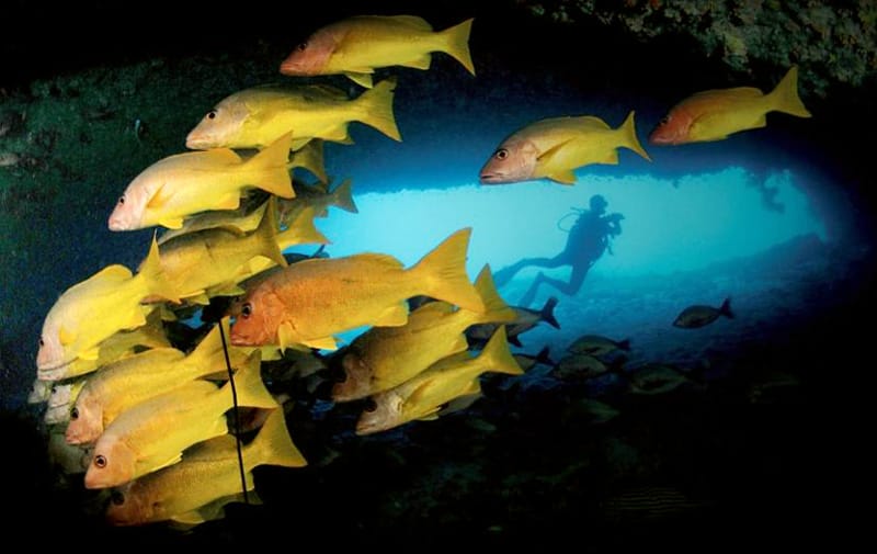 Adventures With Navy Seals In Paradise Could Be Your Dream Vacation