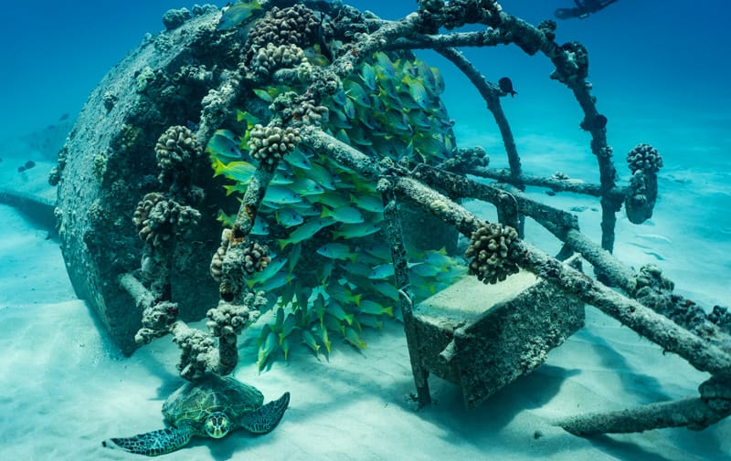 Adventures With Navy Seals In Paradise Could Be Your Dream Vacation