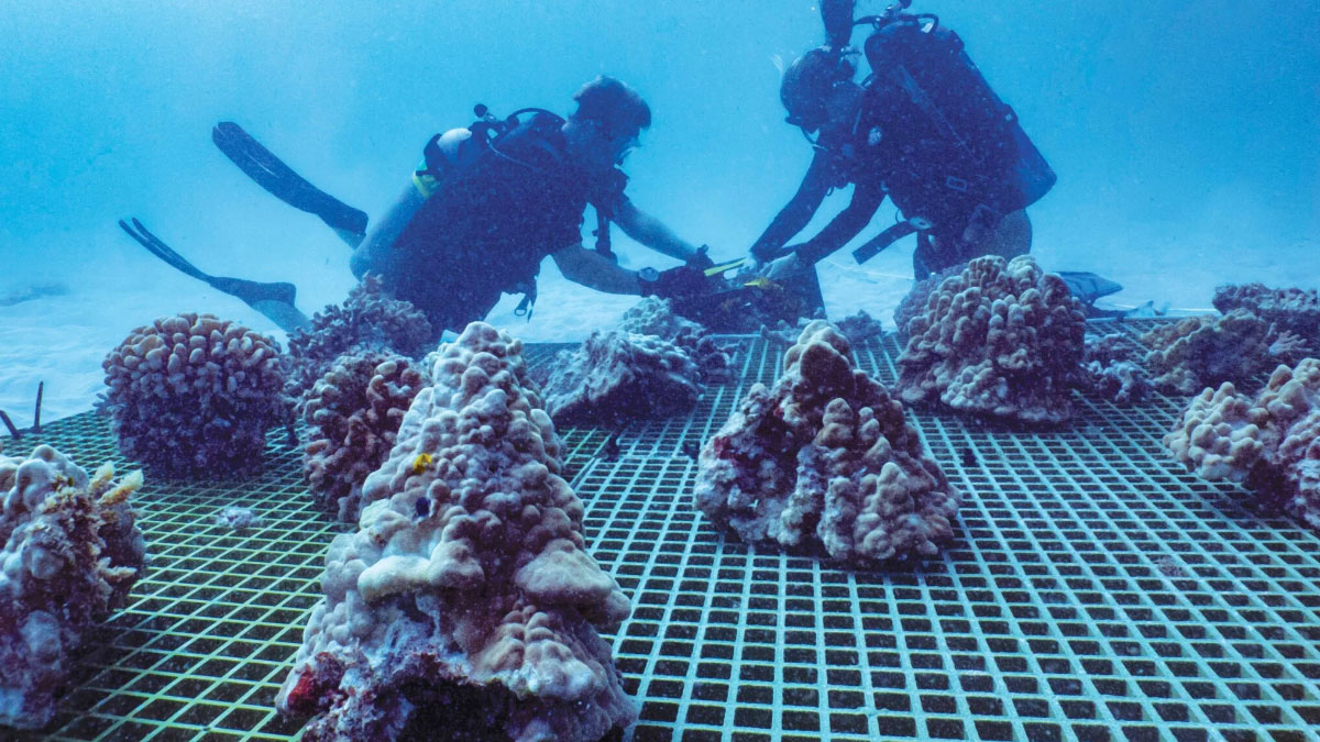 Kuleana Coral Restoration