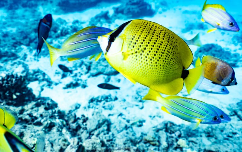 Become a Navy SEAL for the Day with this Unforgettable Four Seasons Adventure Experience