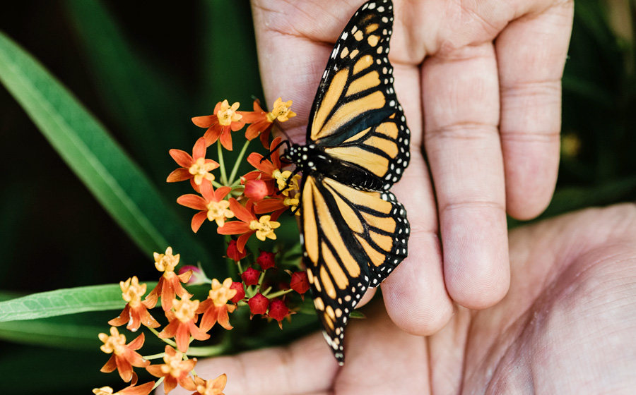 The Butterfly Whisperer – Ko Olina