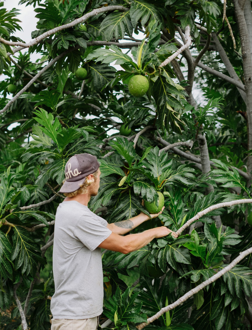 Kahumana Organic Farm