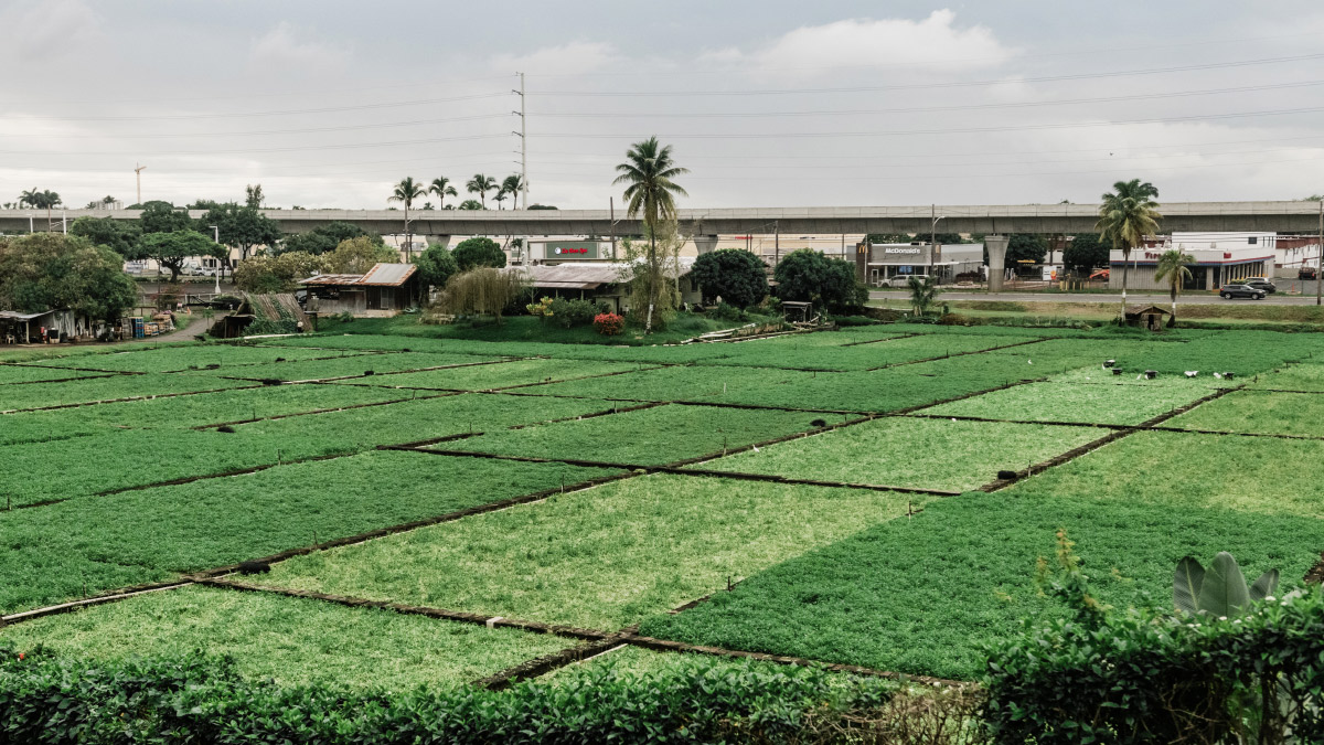 sumida farm watercress