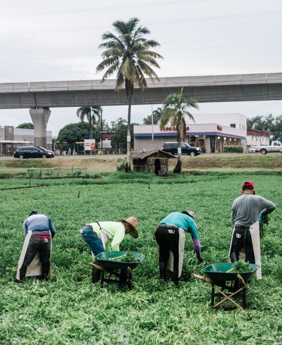 sumida farm watercress