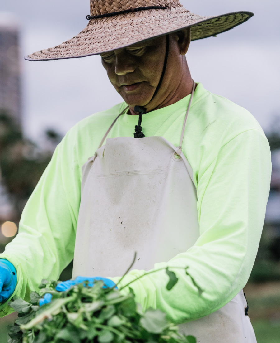 sumida farm watercress