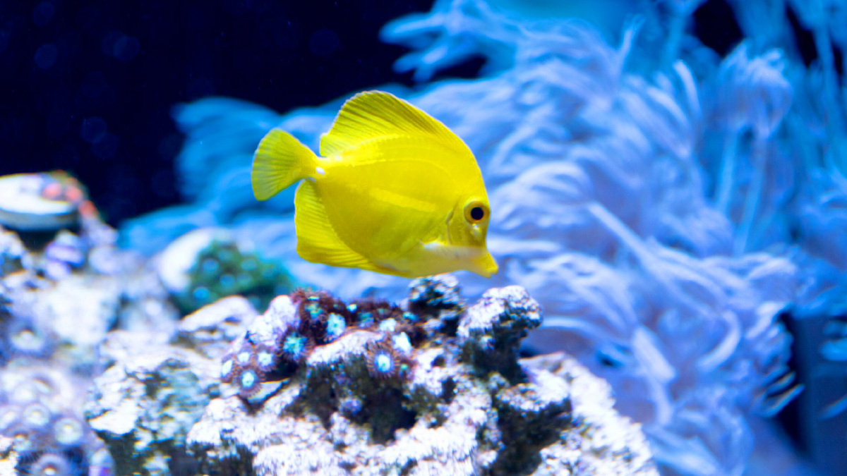 coral restoration