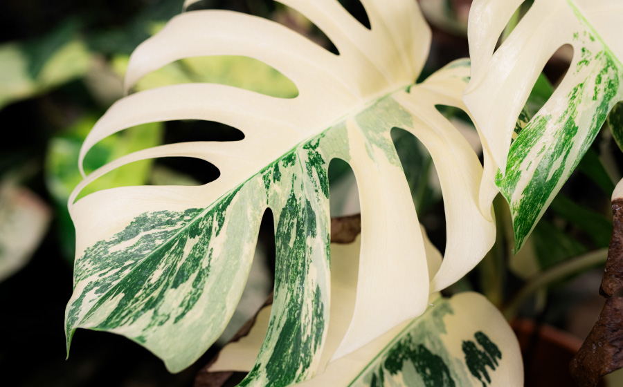 S&W Orchid Nursery & Garden,Waiʻanae