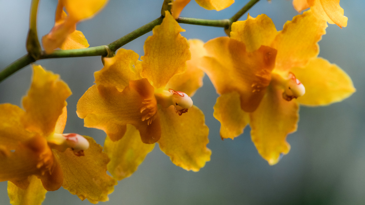 S&W Orchid Nursery & Garden,Waiʻanae