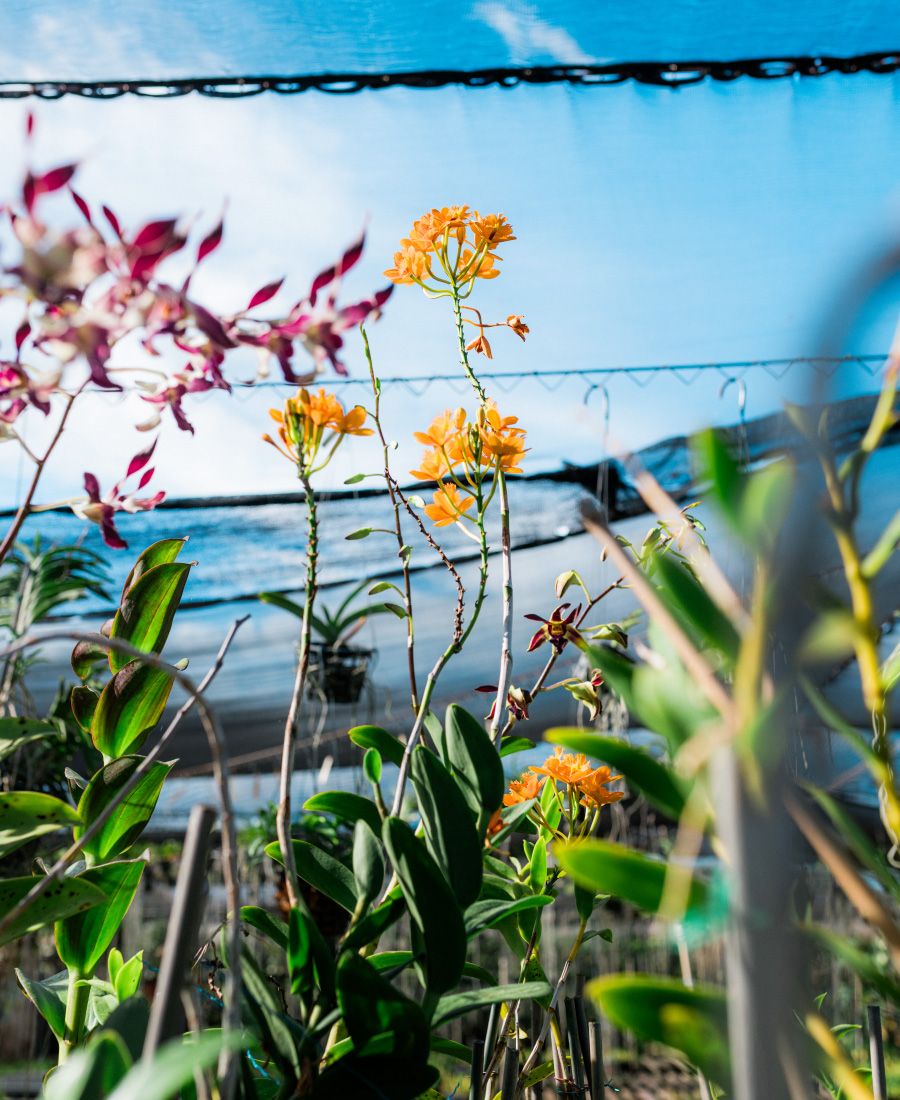 S&W Orchid Nursery & Garden,Waiʻanae