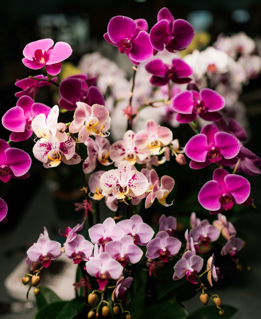 S&W Orchid Nursery & Garden,Waiʻanae