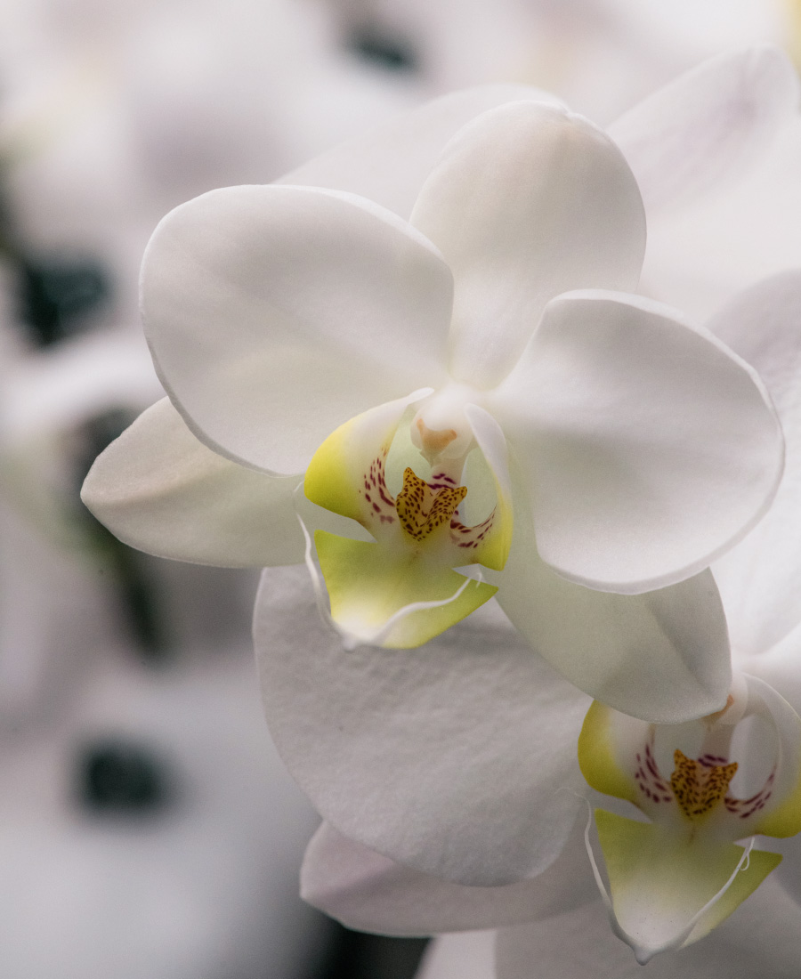 S&W Orchid Nursery & Garden,Waiʻanae