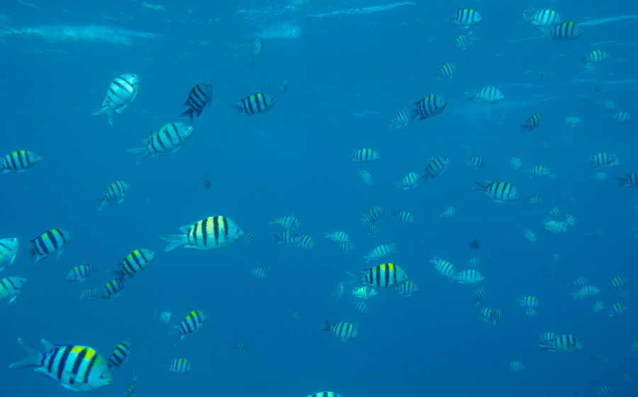 Electric Beach, Kahe Power Plant, Oahu