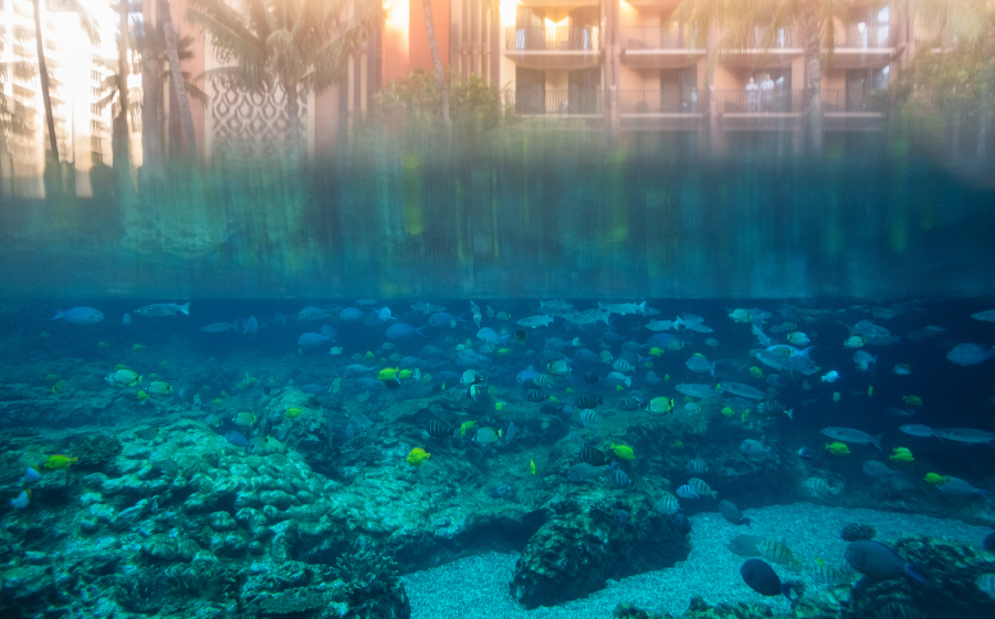 aulani disney, rainbow reef, aquaculture