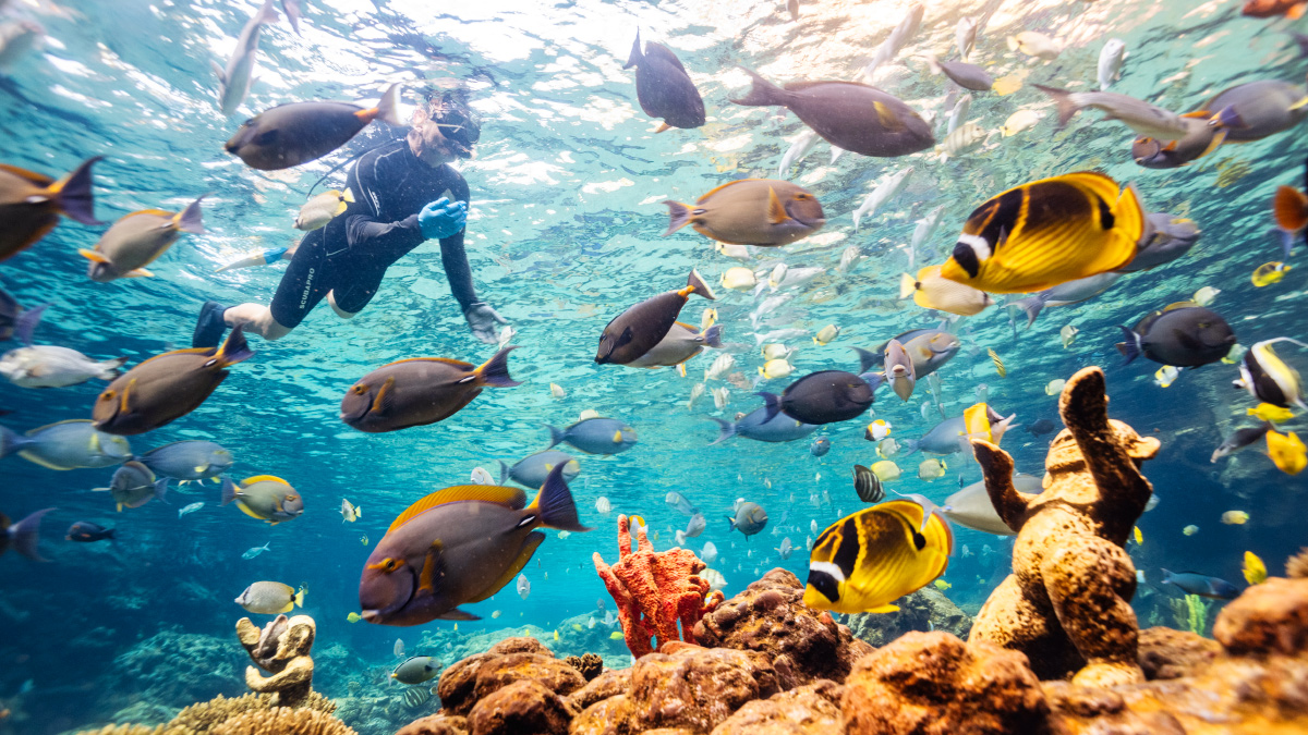 aulani disney, rainbow reef, aquaculture