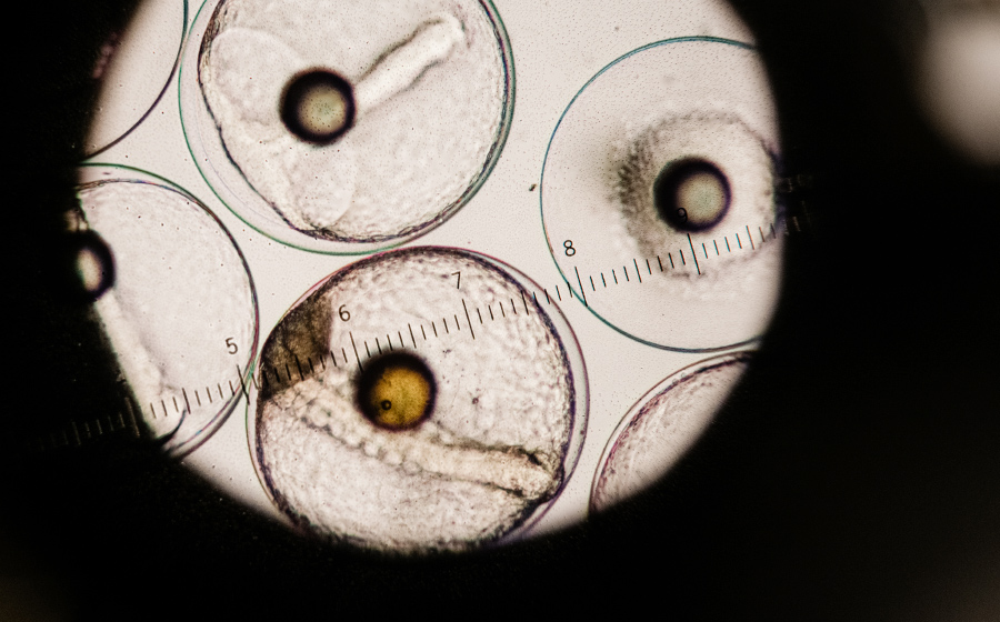 aulani disney, rainbow reef, aquaculture