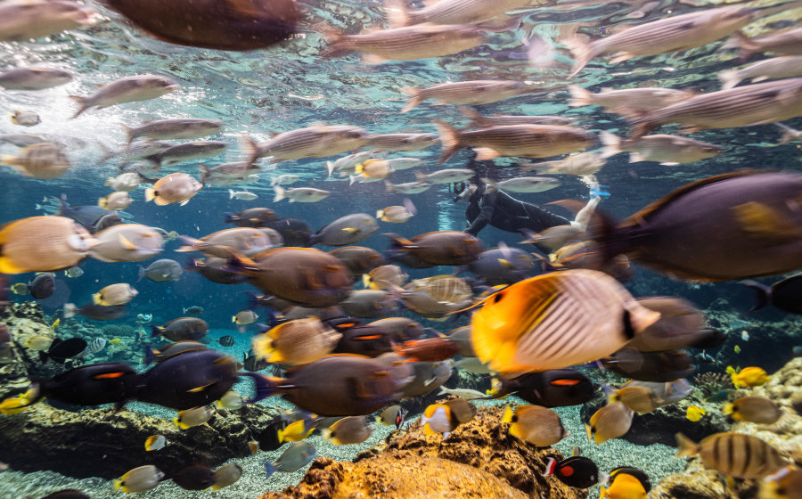 aulani disney, rainbow reef, aquaculture