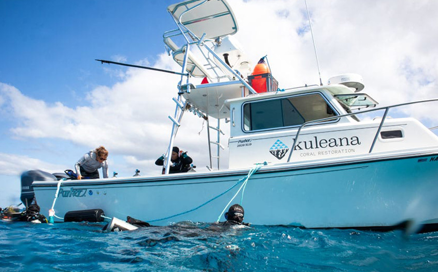 kuleana coral, reef restoration