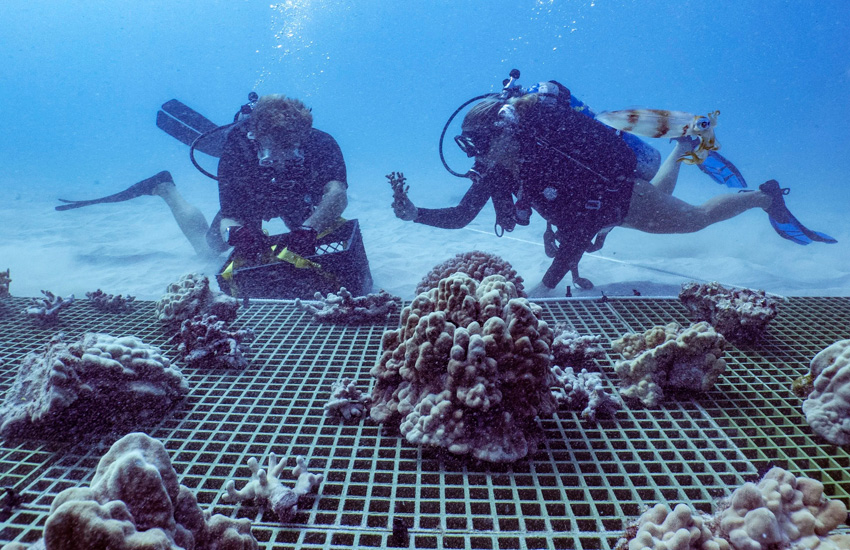 kuleana coral, reef restoration