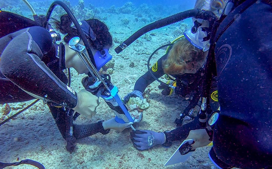 kuleana coral, reef restoration