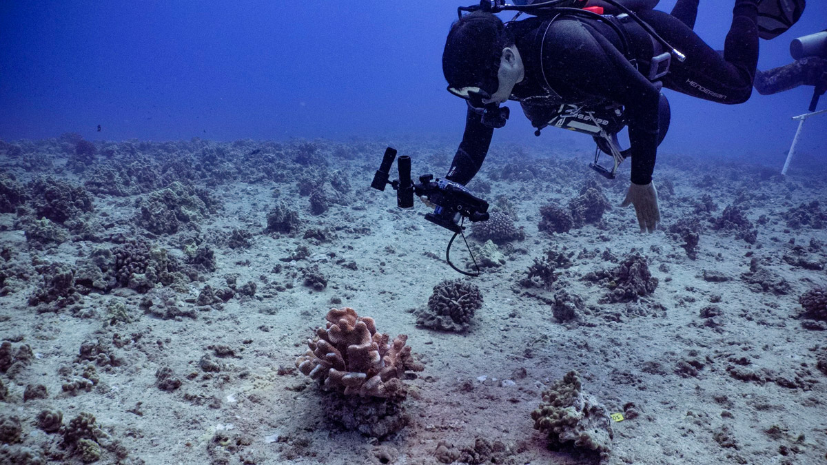 kuleana coral, reef restoration